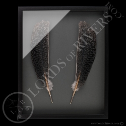 Framed Paired Argus Feathers - Lords Of Rivers
