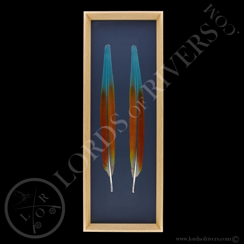 Cadre Paire de Plumes de Ara Chloropterus - Lords Of Rivers