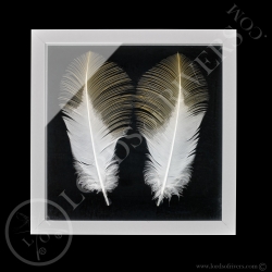 Framed Paired Grey Crowned Crane Feathers - Lords Of Rivers