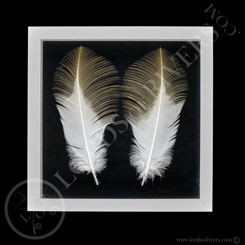 Framed Paired Grey Crowned Crane Feathers - Lords Of Rivers