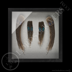 Framed Paired Peacock-Pheasant Feathers - Lords Of Rivers