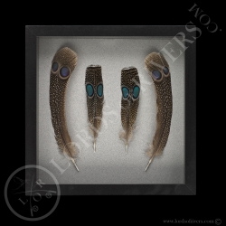 Framed Paired Peacock-Pheasant Feathers - Lords Of Rivers