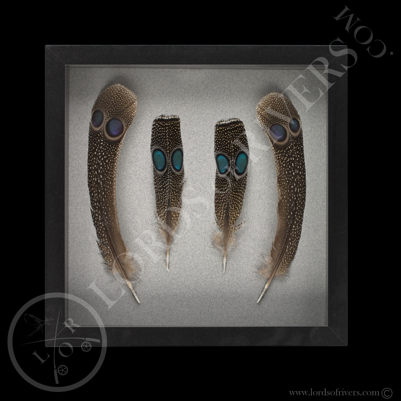 Framed Paired Peacock-Pheasant Feathers - Lords Of Rivers