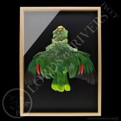 Framed Red-lored Amazon - Full Skin - Lords Of Rivers