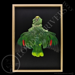 Cadre Amazone à Lores Rouge - Full Skin (peau complète) - Lords Of Rivers