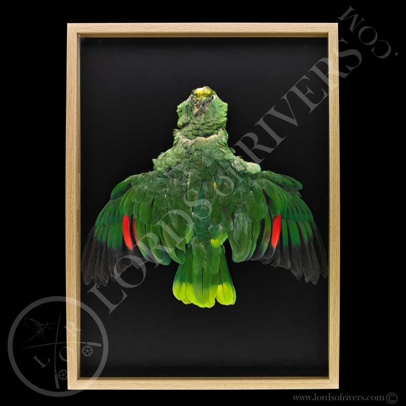 Framed Red-lored Amazon - Full Skin - Lords Of Rivers