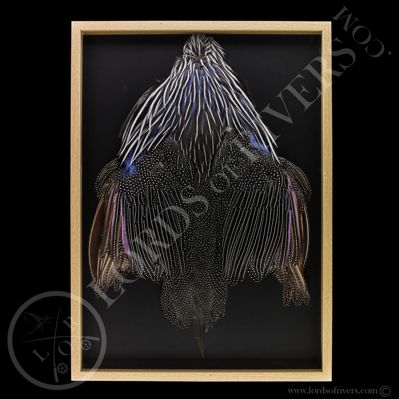 Framed Vulturine Guineafowl - Full Skin - Lords Of Rivers