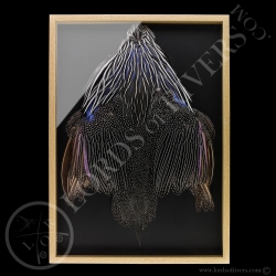 Framed Vulturine Guineafowl - Full Skin - Lords Of Rivers