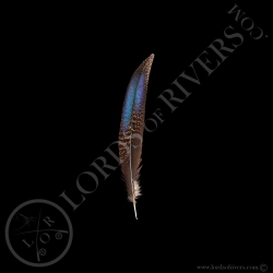 Bronze-tailed Peacock-Pheasant - Center Tails - Lords Of Rivers