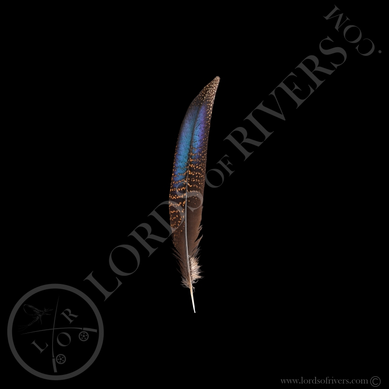 Epéronnier à Queue Bronzée Plumes - Center Tails - Lords Of Rivers