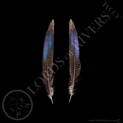 Epéronnier à Queue Bronzée - Paire de Center Tails - Lords Of Rivers