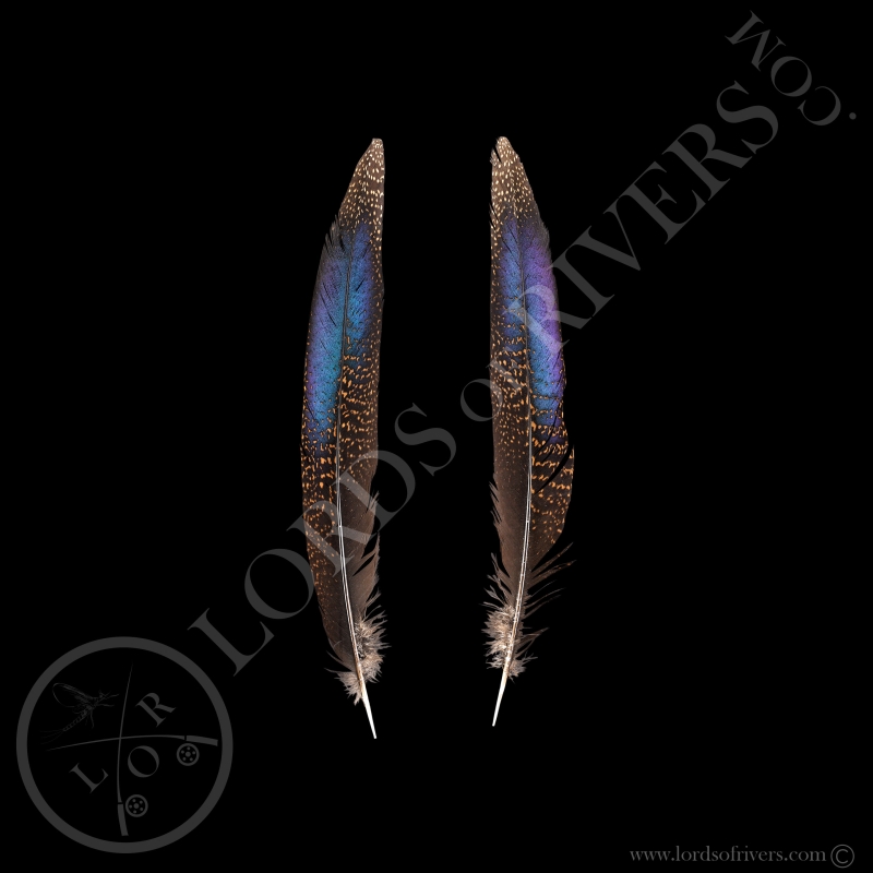 Bronze-tailed Peacock-Pheasant - Paired Center Tails - Lords Of Rivers