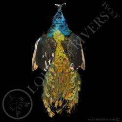 Paon Nigripenne - Peau Complète - Full Skin - Lords Of Rivers