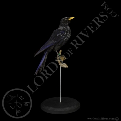 Blue Whistling Thrush - Taxidermy - Lords Of Rivers