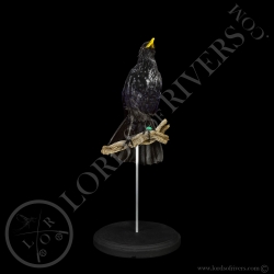 Blue Whistling Thrush - Taxidermy - Lords Of Rivers