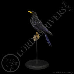 Blue Whistling Thrush - Taxidermy - Lords Of Rivers