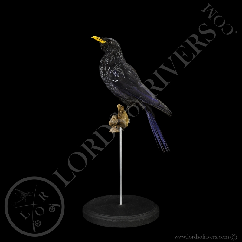 Blue Whistling Thrush - Taxidermy - Lords Of Rivers
