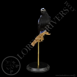 Irene Bleu-Fairy BlueBird full skin-Taxidermie