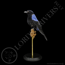 Irene Bleu-Fairy BlueBird full skin-Taxidermie