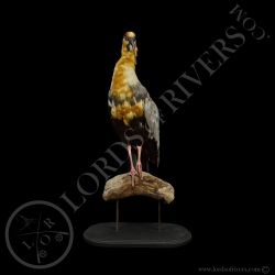 Ibis à Face Noire - Taxidermie - Lords Of Rivers
