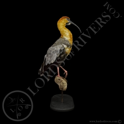 Ibis à Face Noire - Taxidermie - Lords Of Rivers