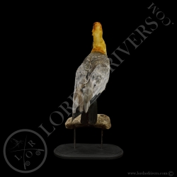 Ibis à Face Noire - Taxidermie - Lords Of Rivers