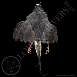 Blue Eared Pheasant - Full Skin - Lords Of Rivers