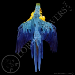 blue-and-yellow-macaw-full-skin-lords-of