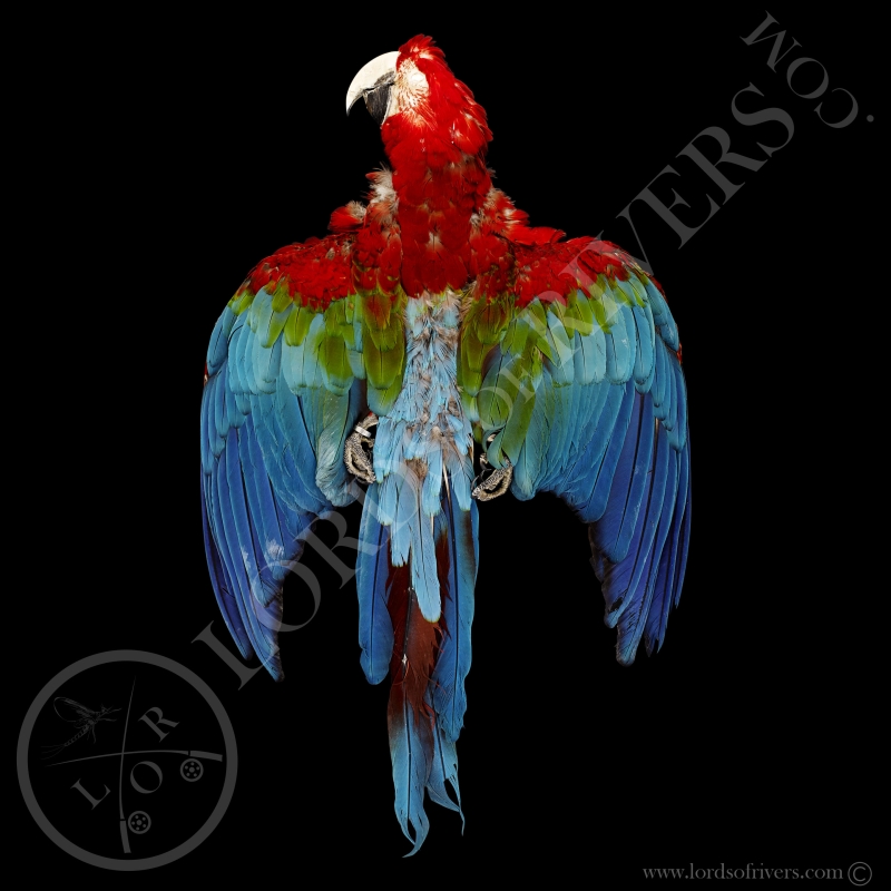 Red-and-green Macaw - Full Skin - Lords Of Rivers