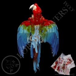 Red-and-green Macaw - Full Skin - Lords Of Rivers