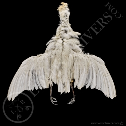 heron-garde-boeuf-full-skin-lords-of-riv