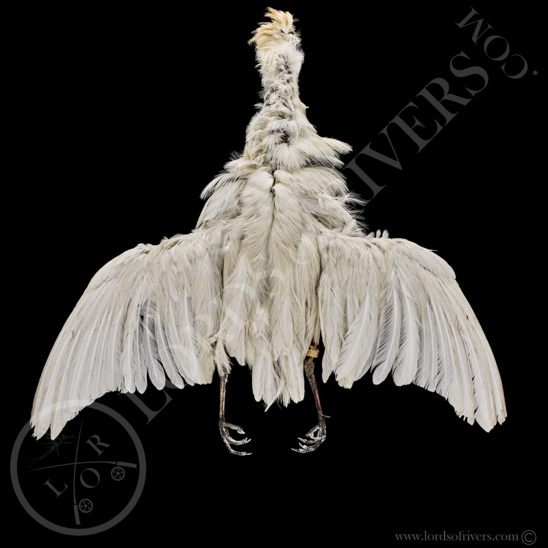 Western Cattle Egret - Full Skin - Lords Of Rivers