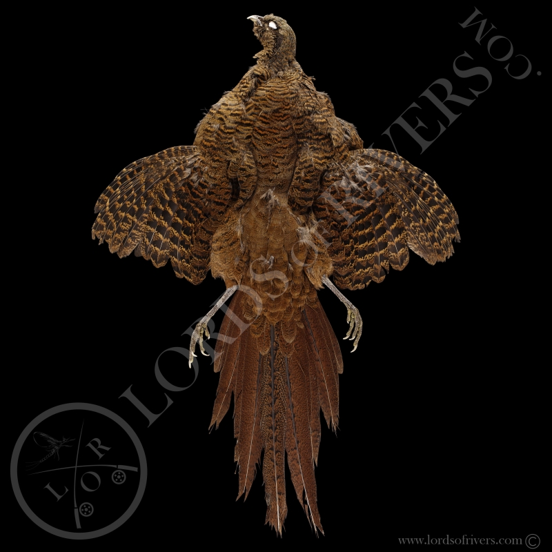 Golden Pheasant Charbonnier Female - Full Skin - Lords Of Rivers