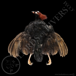 Crested Partridge male - Full Skin - Lords Of Rivers
