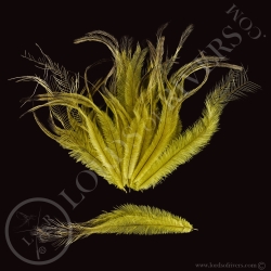 Emeu - Plumes de Corps Teintées - Lords Of Rivers