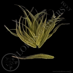 Emu -Dyed Body Feathers - Lords Of Rivers