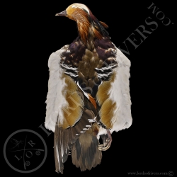 Canard Mandarin- Full Skin (peau complète) - Lords Of Rivers