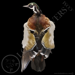 Carolin Wood Duck - Full Skin - Lords Of Rivers
