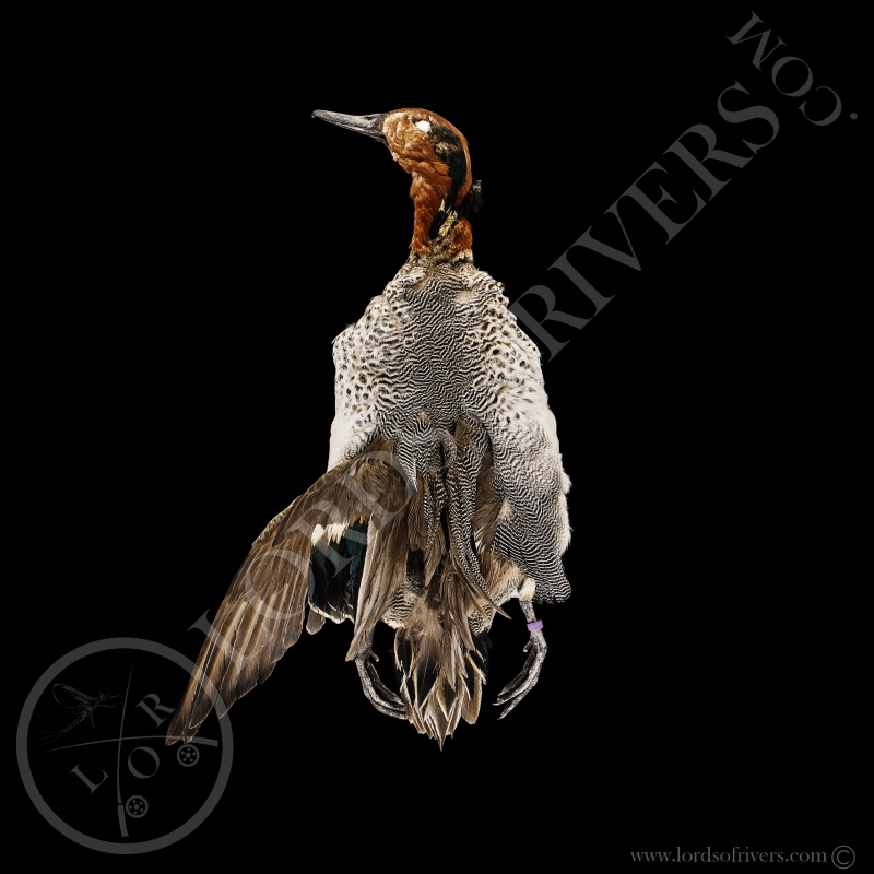 Eurasian Teal - Full Skin - Lords Of Rivers