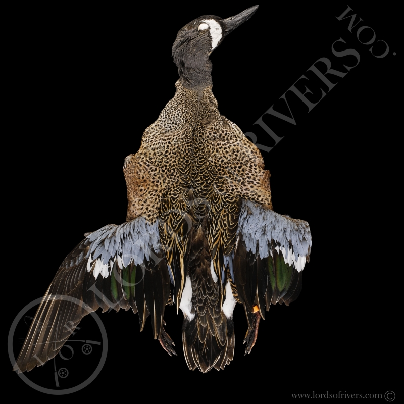 Blue-winged Teal- Full Skin - Lords Of Rivers