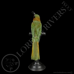 Red-throated Bee-eater - Taxidermy - Lords Of Rivers