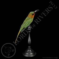 Red-throated Bee-eater - Taxidermy - Lords Of Rivers