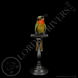 Guêpier à Gorge Rouge-Taxidermie - Lords Of Rivers