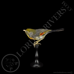 Red-billed Leiothrix - Taxidermy - Lords Of Rivers