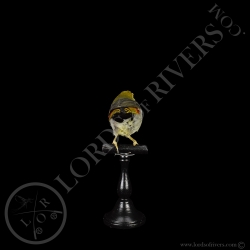 Léiothrix jaune - Taxidermie - Lords Of Rivers