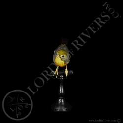 Léiothrix jaune - Taxidermie - Lords Of Rivers