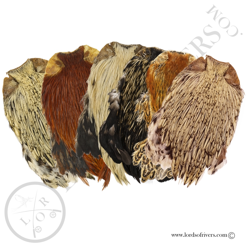 Indian Cock Cape Top Grade