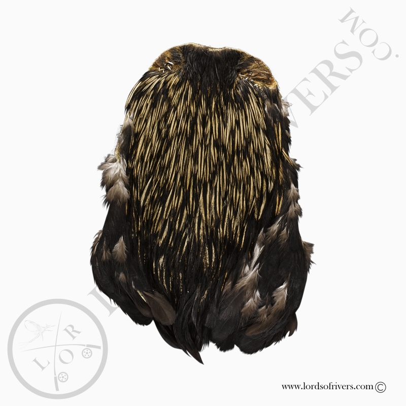 Indian Cock Cape Top Grade