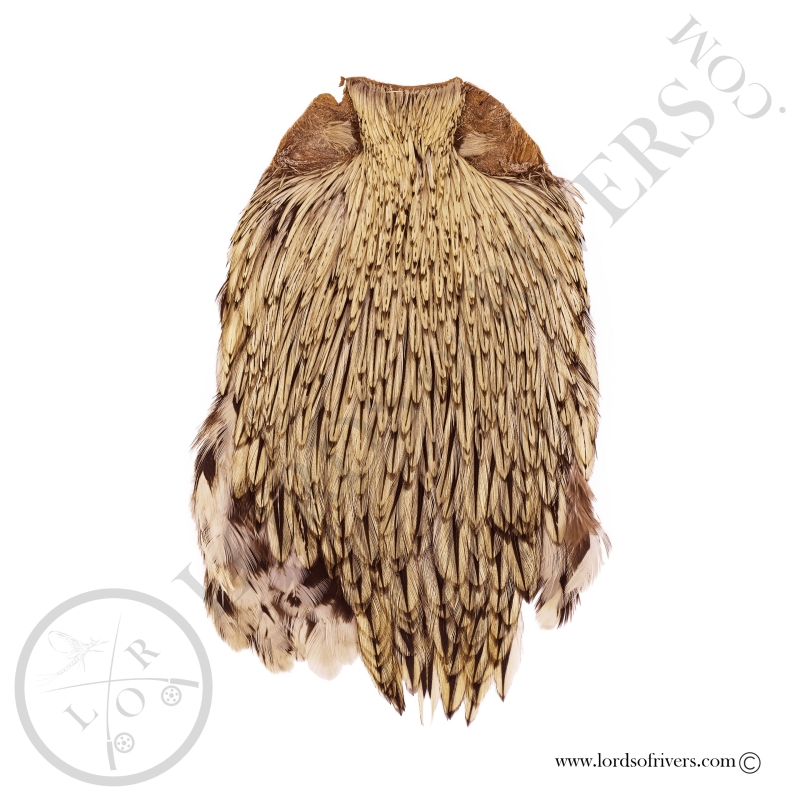 Indian Cock Cape Top Grade