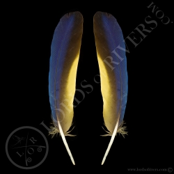 ara-bleu-paire-de-plumes-d-ailes-type-5-